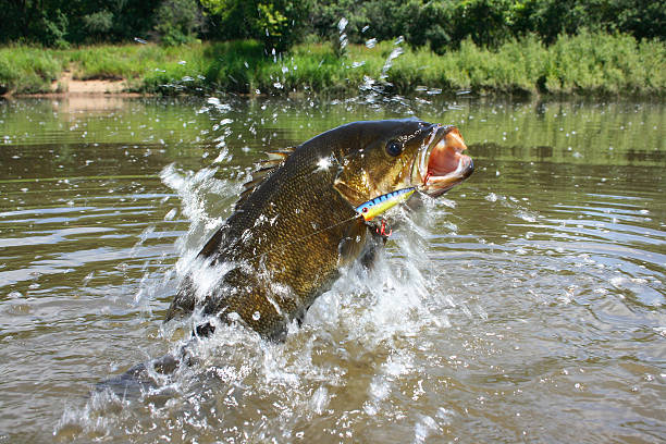 Bass Fishing For Beginners: An Ultimate Guide To Get You Started.