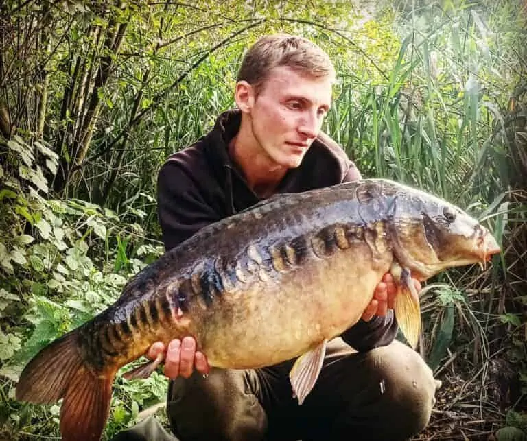 How to Tell if a Carp Is Male or Female